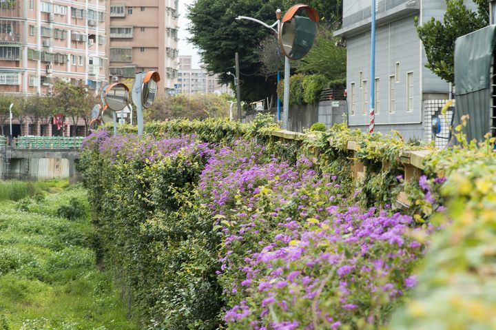 春暖花開/新北鴨母港溝 炮仗花、馬纓丹齊放