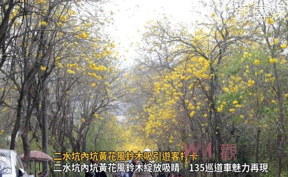 （有影片）／二水坑內坑黃花風鈴木吸引遊客打卡　135巡道車重現經典時光