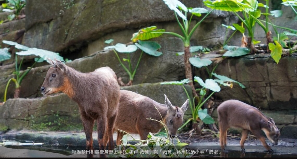 動物園與宜蘭縣政府攜手 救傷野山羊「皮蛋」入住「薇」家