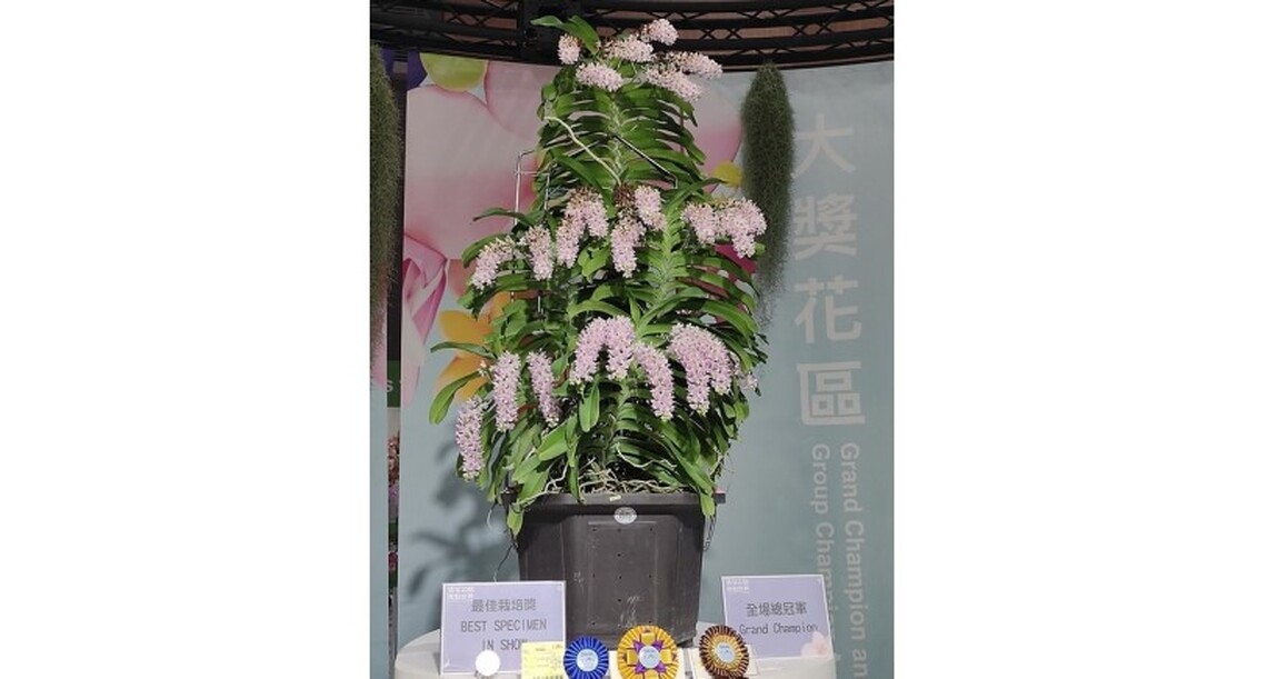 臺南世界蘭展狐貍尾蘭摘總冠軍