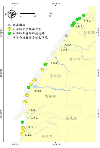 台灣白海豚具繁衍潛力 海保署監測白海豚族群 發現幼豚數增加 令人振奮