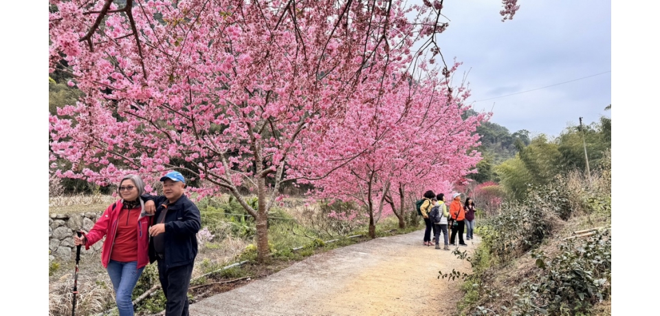 花都開 石壁美人谷成粉紅仙境 滿山滿谷櫻花盛開美不勝收
