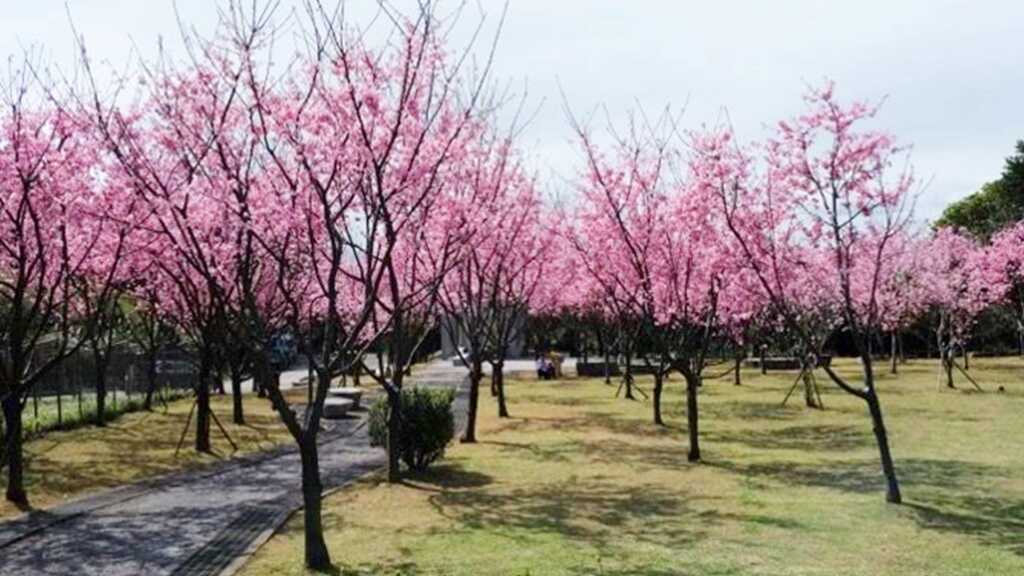 ▲公二公園櫻花。(台北市公園處提供)