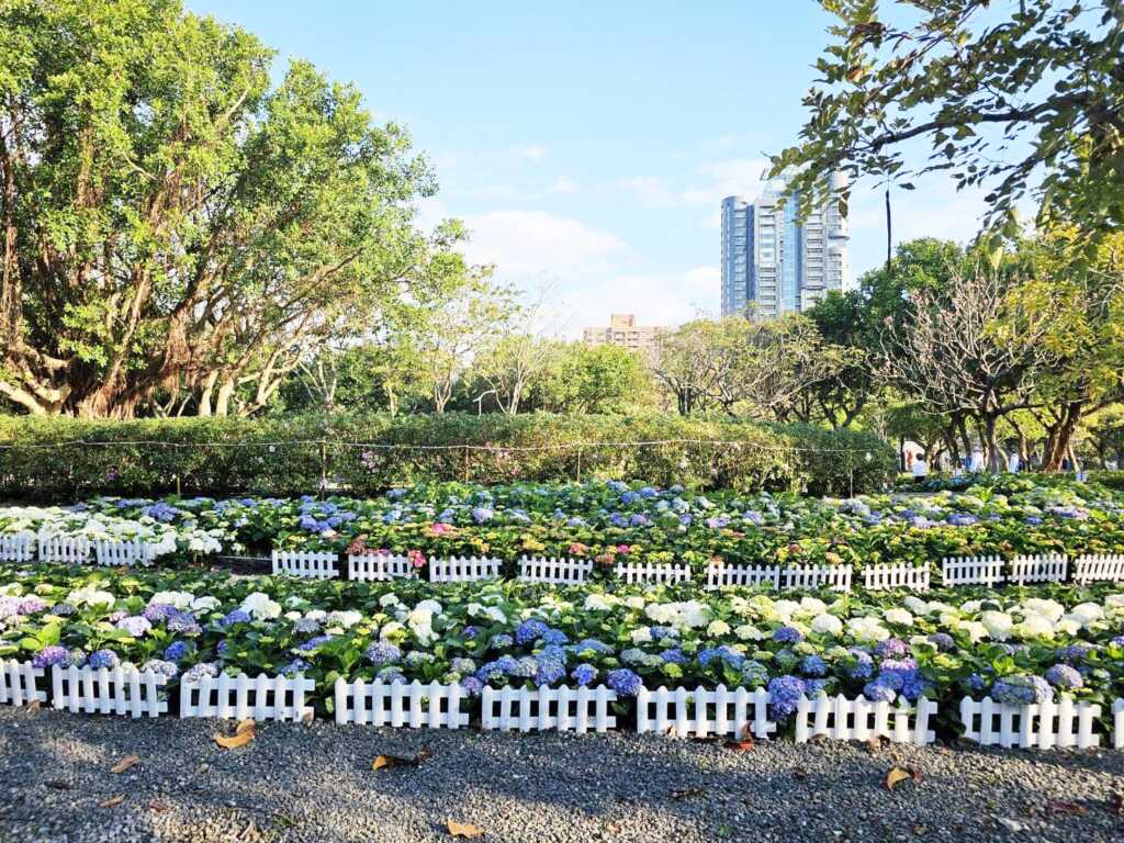 ▲未展先轟動的杜鵑花心心 今年絕對再次吸引民眾的目光。(台北市政府提供)