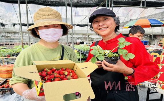 草莓姐姐鐘雪玲在社頭種草莓  引進歐日系種苗鼓勵民眾在家當草莓族