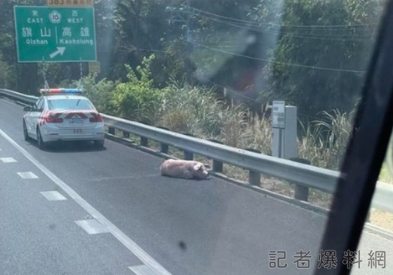 國道,掉豬,意外,國3