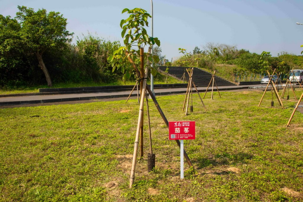東森集團與新北市政府合作認養貢寮區龍門運動公園1630坪的綠地,並種植了65棵茄苳和45棵苦楝共110棵,圖為台灣原生種茄苳,為適應海濱環境植物。(圖/東森集團提供)