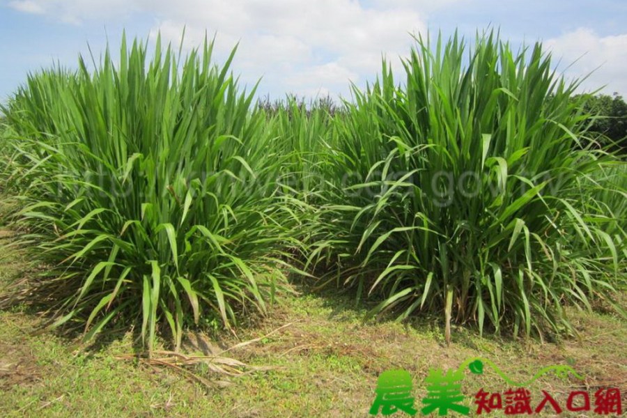 買牧草餵兔子找錯貨源違反檢疫規定 學生行政訴訟抗罰敗訴 206 買牧草餵兔子找錯貨源違反檢疫規定 學生行政訴訟抗罰敗訴 205