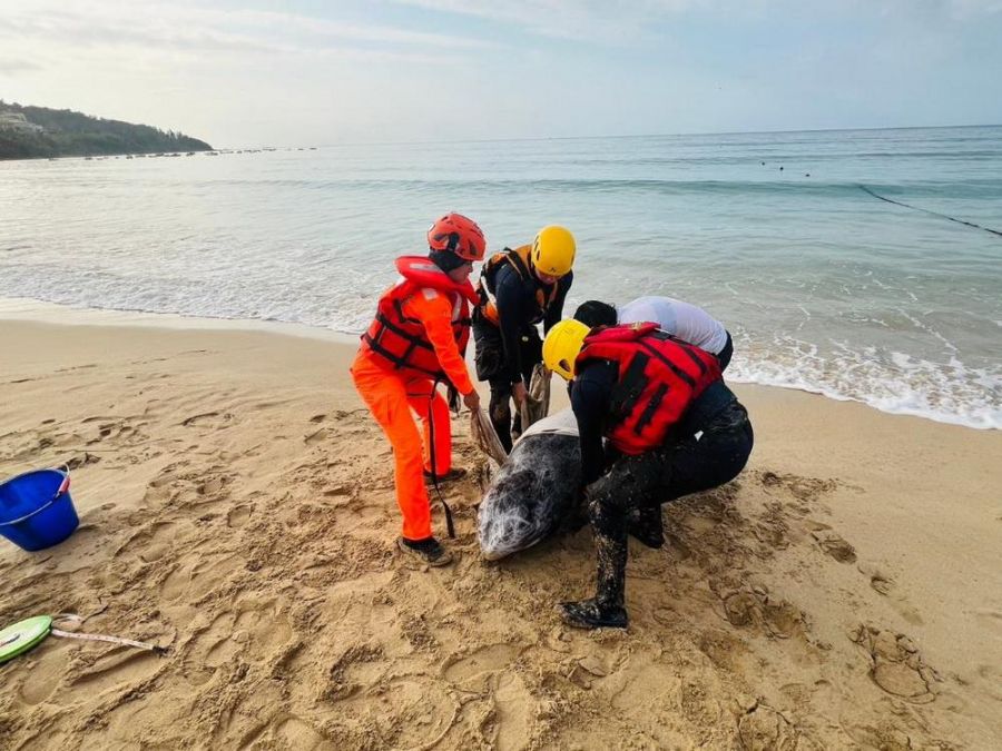 墾丁南灣驚見海豚擱淺 海巡消防緊急救援