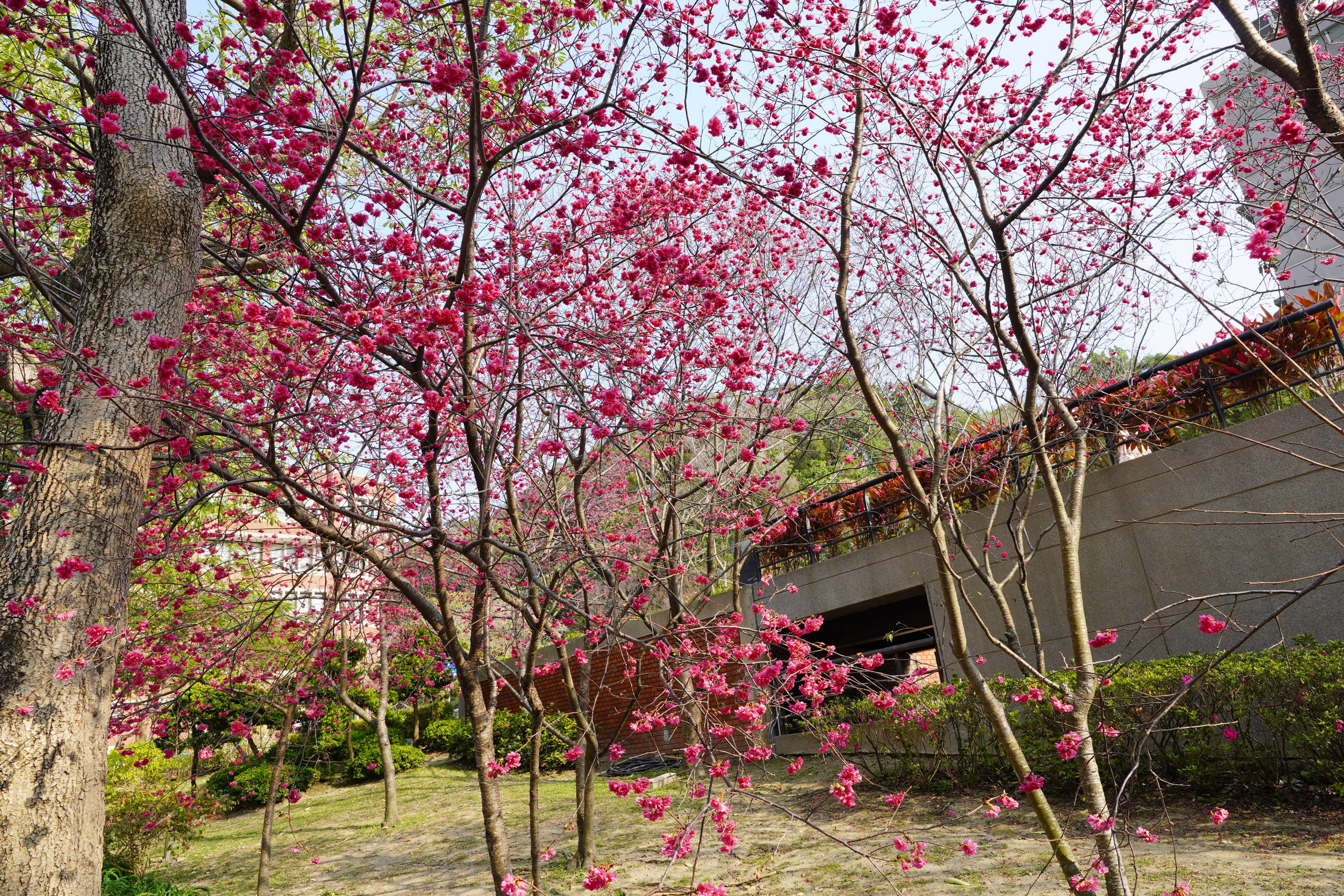 ▲大葉大學推動綠色校園，校園內種植超過1000棵櫻花，「大學道」櫻花近期陸續綻放粉色花海，歡迎民眾前來賞櫻。（記者張溎壕攝）