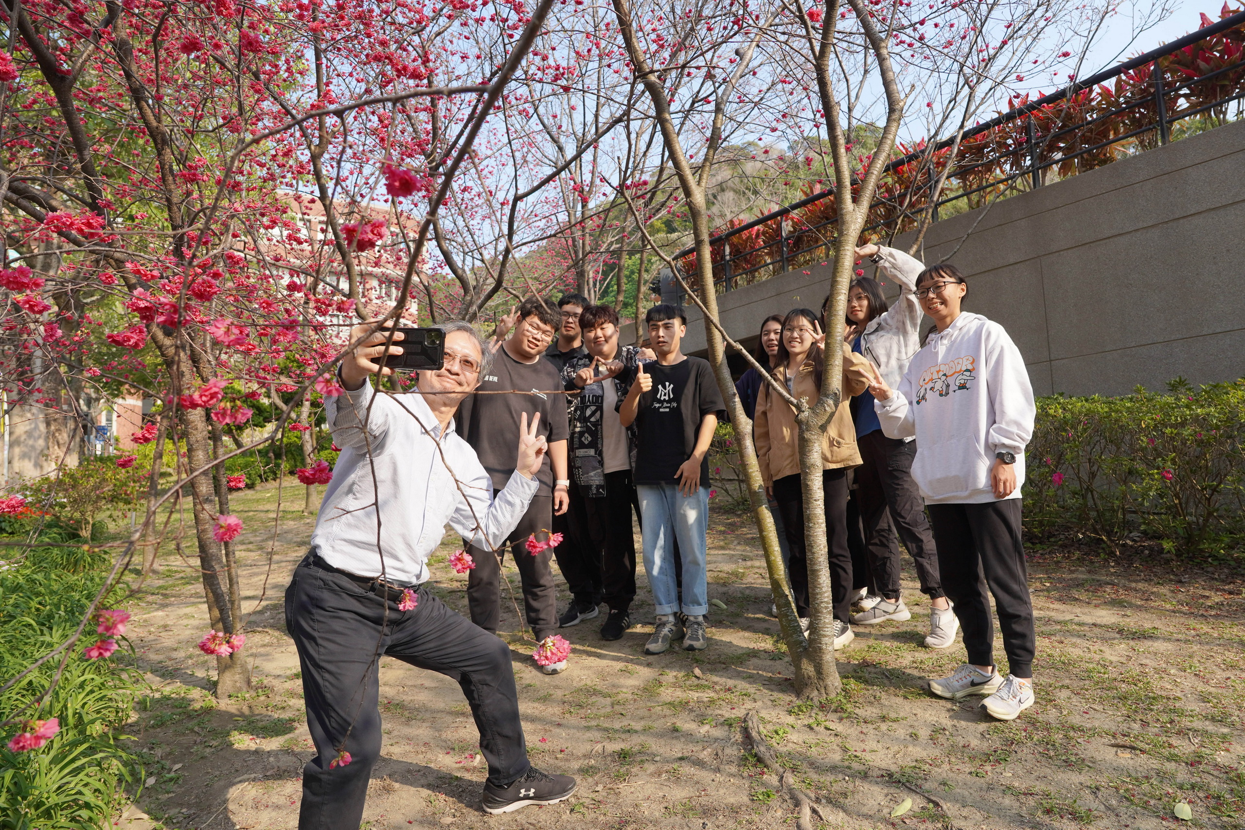 ▲大葉大學推動綠色校園，校園內種植超過1000棵櫻花，「大學道」櫻花近期陸續綻放粉色花海，歡迎民眾前來賞櫻。（記者張溎壕攝）