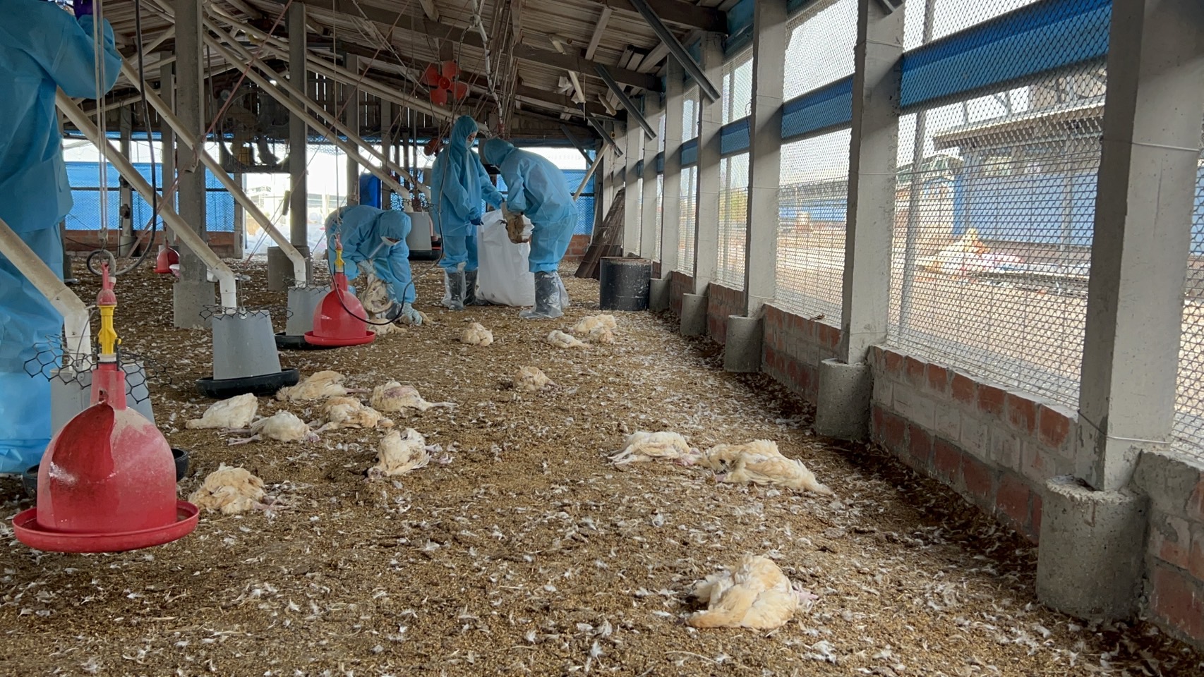 ▲大城鄉一處土雞場近日傳出禽流感疫情,導致大量雞隻死亡,彰化縣動物防疫所執行人道撲殺近萬隻土雞,呼籲所有養禽場提高自衛防疫。(記者張溎壕翻攝)