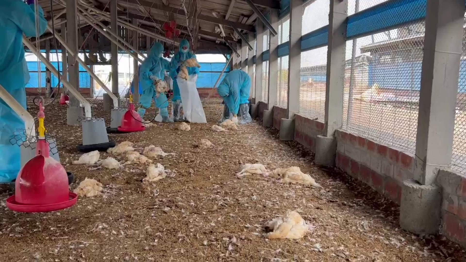 ▲大城鄉一處土雞場近日傳出禽流感疫情，導致大量雞隻死亡，彰化縣動物防疫所執行人道撲殺近萬隻土雞，呼籲所有養禽場提高自衛防疫。（記者張溎壕翻攝）