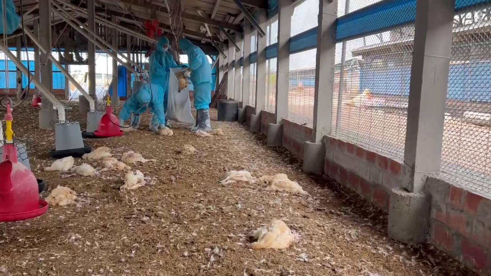 ▲大城鄉一處土雞場近日傳出禽流感疫情，導致大量雞隻死亡，彰化縣動物防疫所執行人道撲殺近萬隻土雞，呼籲所有養禽場提高自衛防疫。（記者張溎壕翻攝）