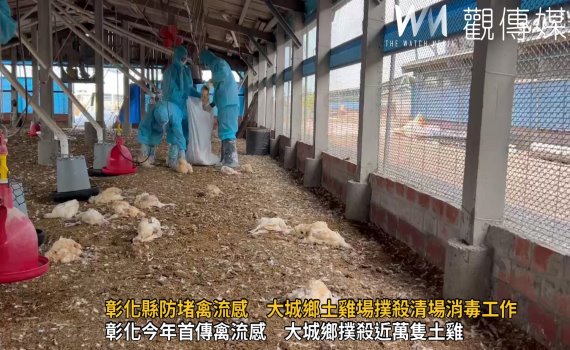 (有影片)/彰化養雞產業再遭禽流感襲擊 大城鄉9,674隻土雞被人道撲殺
