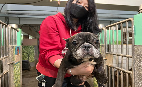 法鬥繁殖場倒閉 犬隻及業者下場曝