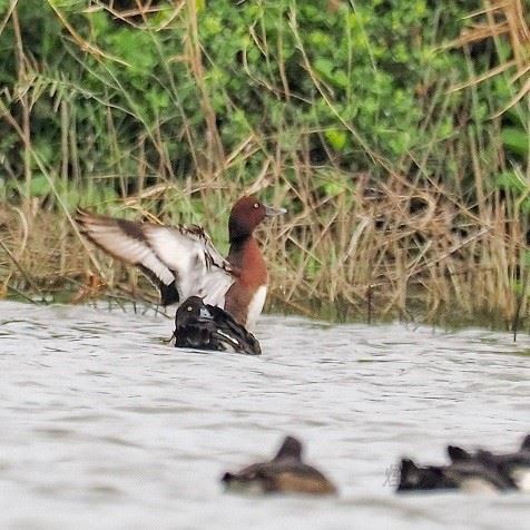 茄萣濕地賞渡冬候鳥 冬日水鳥樂園限定倒數