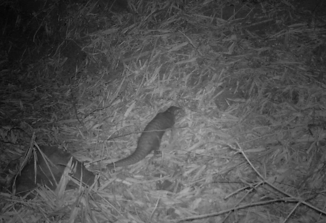 共同維護屏東縣保力溪生物資源 別讓清明節變成動物的忌日