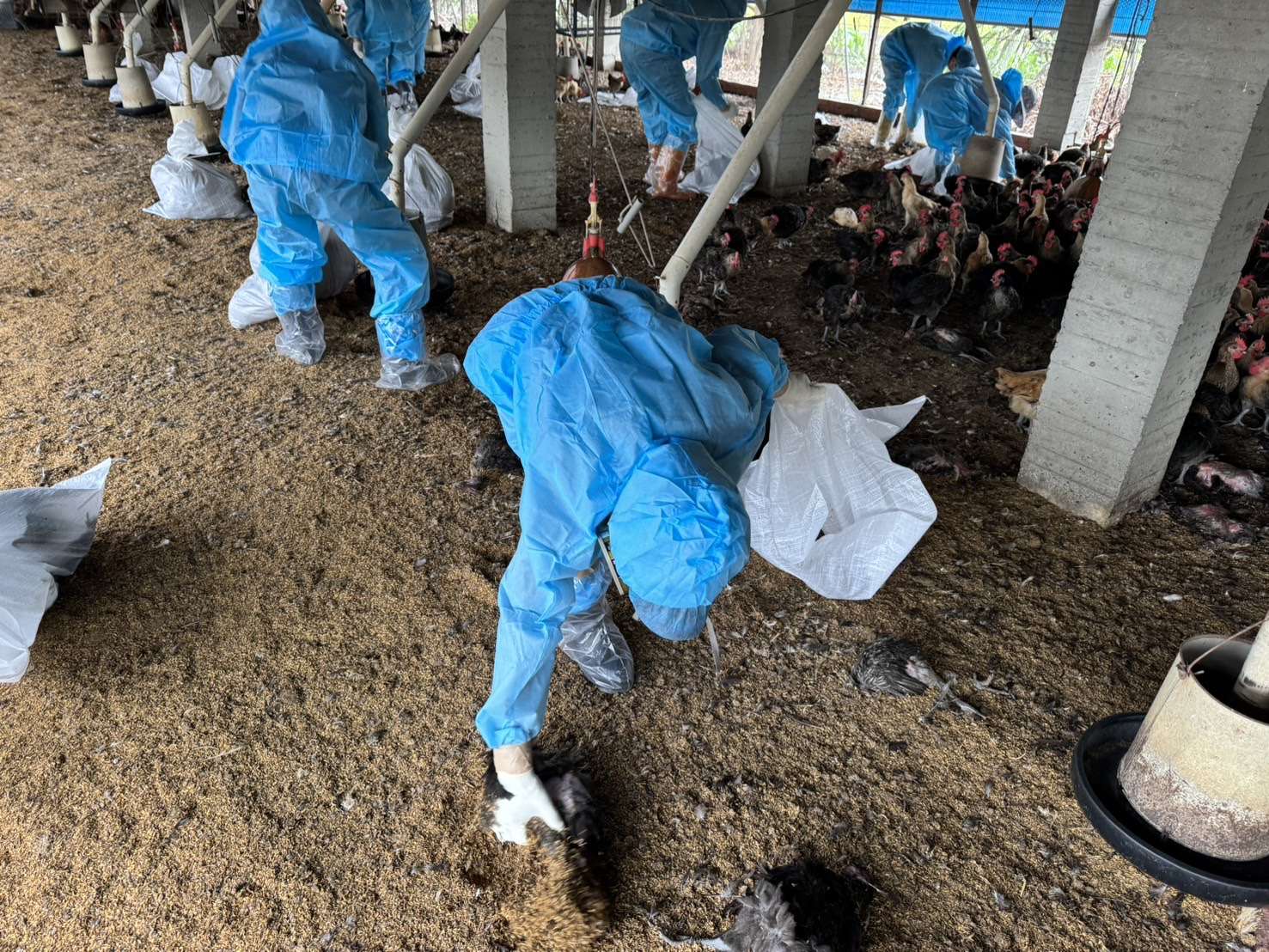 ▲今(7)日東勢鄉1土雞場(主動通報)確診H5N1亞型高病原性禽流感,依標準作業程序,執行撲殺銷毀5,375隻家禽。(記者林詩涵翻攝)