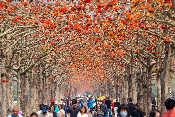 每年大約3月就是白河林初埤木棉花季的時節。 圖:西拉雅國家風景區管理處/提供