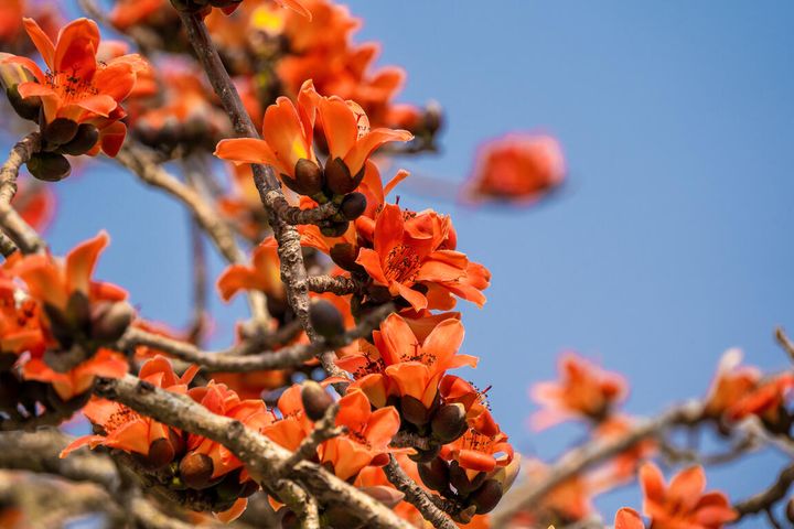 火紅登場!白河林初埤木棉花季