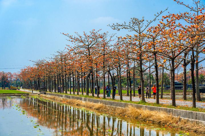 火紅登場!白河林初埤木棉花季