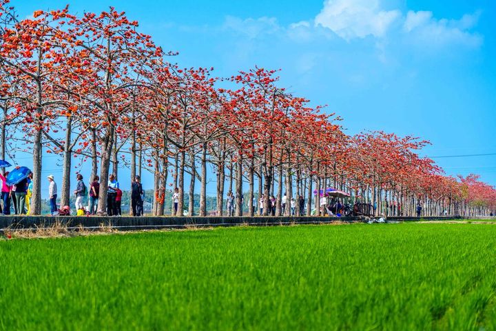 火紅登場!白河林初埤木棉花季