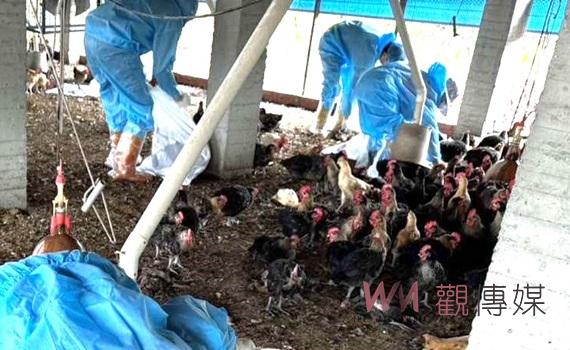 東勢鄉土雞場爆發H5N1禽流感 撲殺5,375隻家禽並啟動防疫