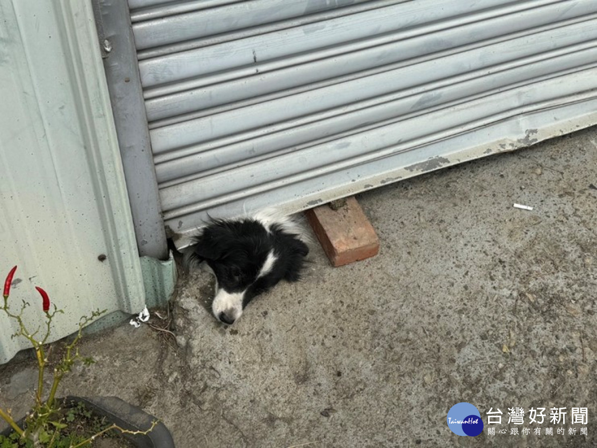 牧羊犬頭被鐵捲門卡住，無法動彈。