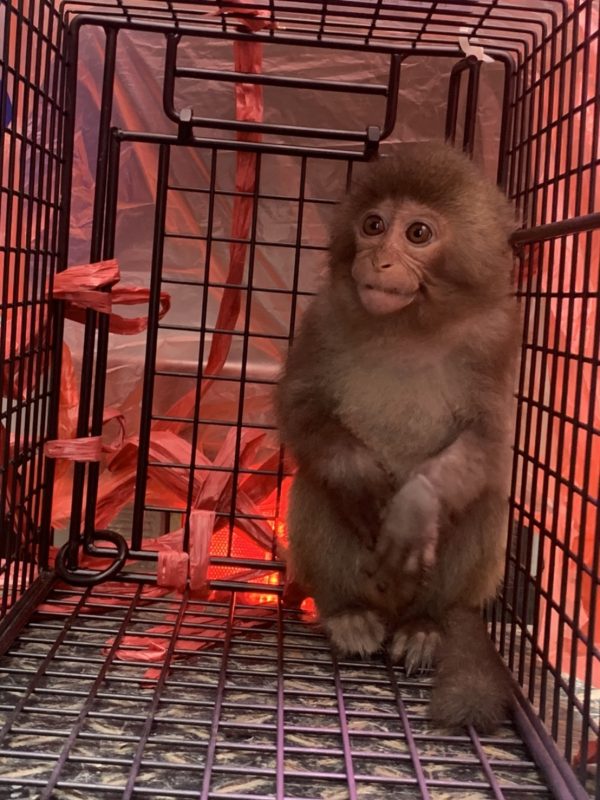 新北餓壞萌猴爽吃雞排 進誘捕籠等待飼主領回