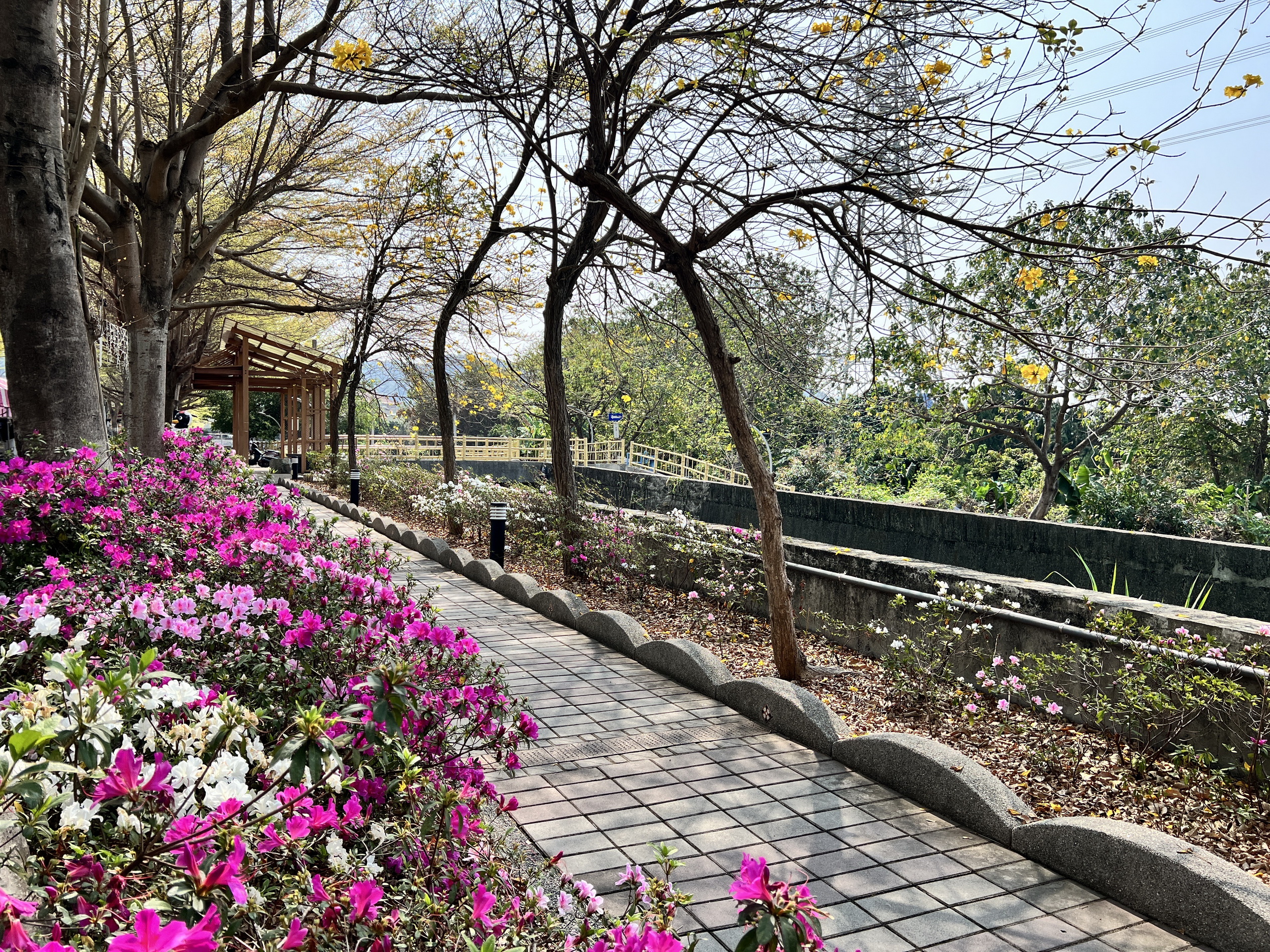 ▲社頭鄉忠義路的杜鵑花道長約一公里，被譽為「杜鵑花秘境」，每年都吸引著眾多遊客前來欣賞。（社頭鄉公所提供）