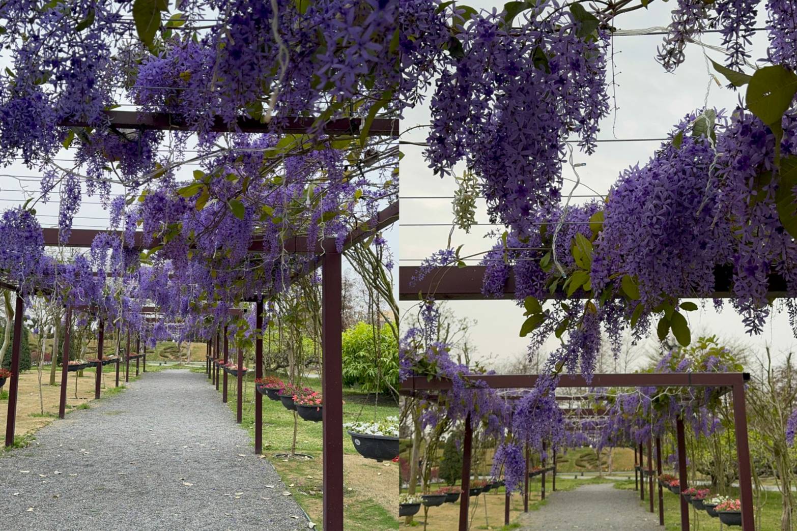 ▲永靖鄉成美文化園推出「成美花季-粉紫共舞」,一系列以花語為主題的獨創活動,為遊客提供一場觸動心靈的視覺與情感盛宴。(成美文化園提供)
