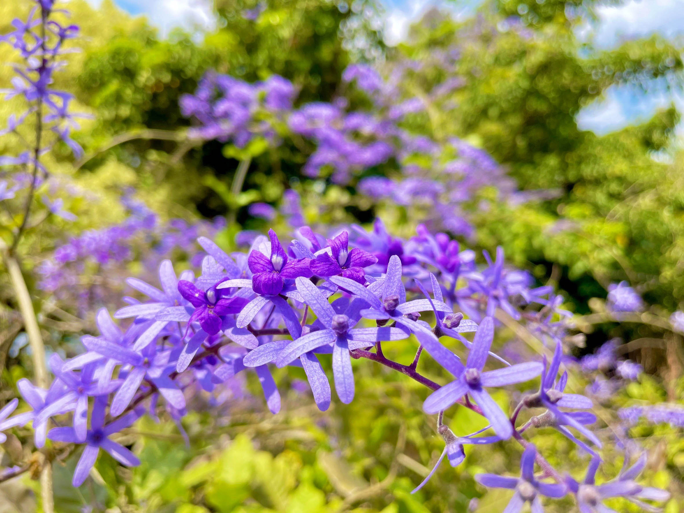 ▲永靖鄉成美文化園推出「成美花季－粉紫共舞」，一系列以花語為主題的獨創活動，為遊客提供一場觸動心靈的視覺與情感盛宴。（成美文化園提供）
