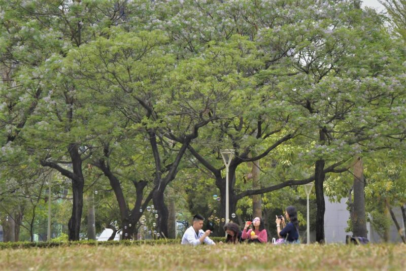 春風追拂  楝樹綻放浪漫紫花 型塑城市景觀