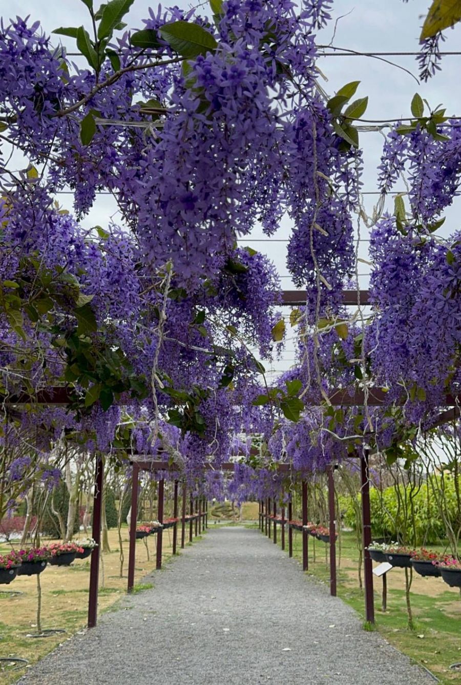 浪漫花季粉紫共舞!成美文化園3月許願紫藤花盛開