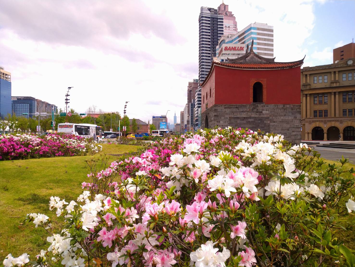 三月粉色浪潮 台北街頭杜鵑夾道盛開