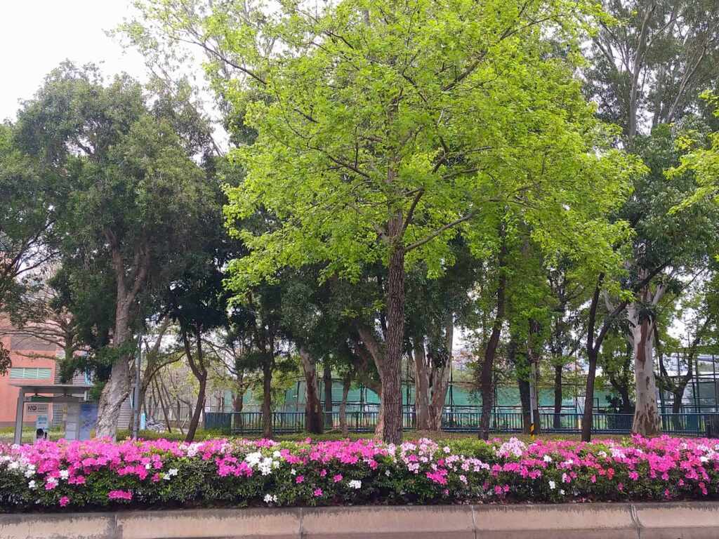 ▲新生南路已有多處杜鵑吐露花苞並開花3成以上。(台北市公園處提供)