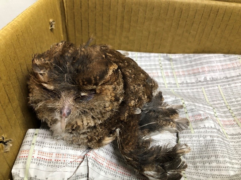 疑似被不當飼養的黃嘴角鴞，於河濱公園被拾獲。（圖/新北市政府提供）