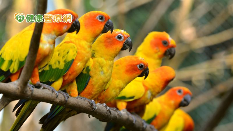 養鳥飼主注意!歐洲多國「鸚鵡熱」病例暴增 至少已有5人死亡