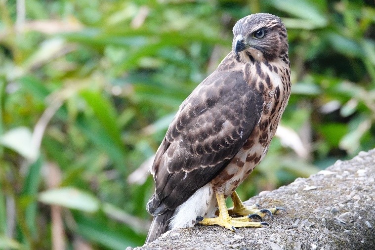 珍稀保育類鳳頭蒼鷹落難　救援發現疑被飼養　新北動保處:私自飼養恐觸野保法