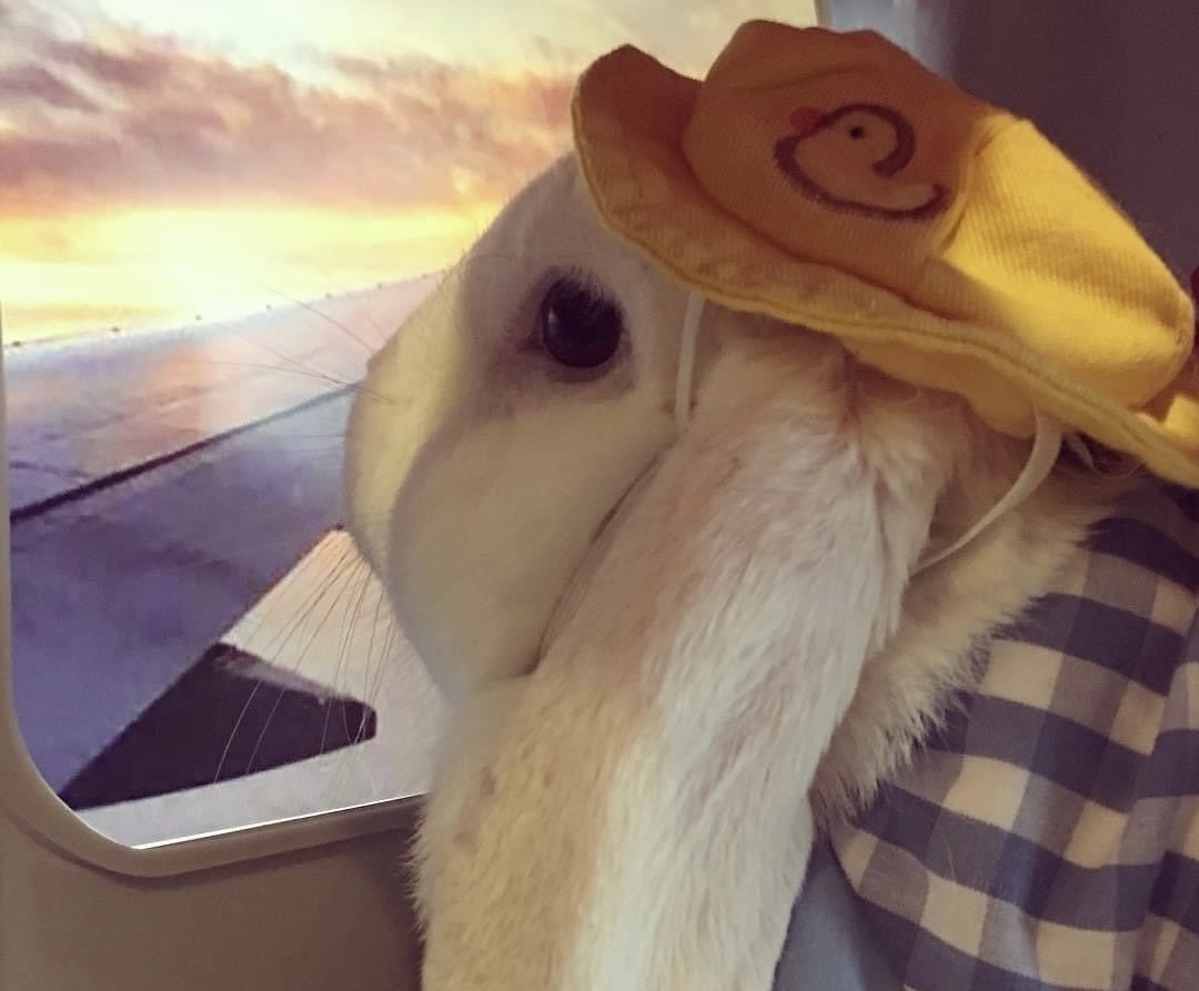 嬌貴的垂耳兔,掉牙後10天左右就能「恢復原狀」。圖/受訪者提供