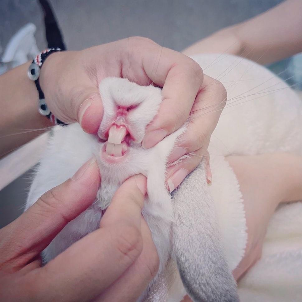 兔兔的牙齒屬於開放性齒根,牙齒會不斷地生長,必須常常檢查。圖/受訪者提供