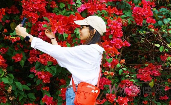 繁花盛開綴桃城　春日風光獨嘉好遊