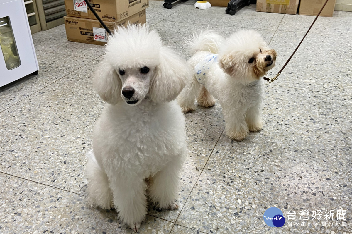 天氣突然變冷時小型犬要注意心臟病、咳嗽、氣喘等問題。（弘光科大提供）