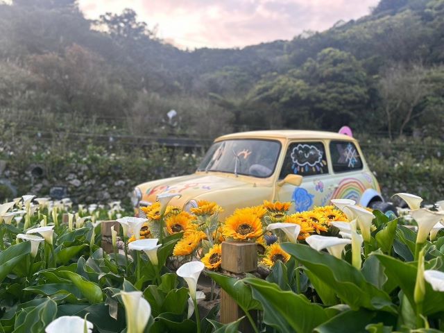 海芋5.jpg