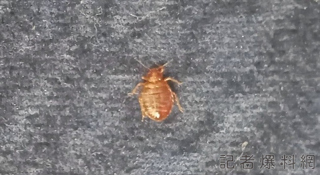 翻攝自PrectiveGallery / X
