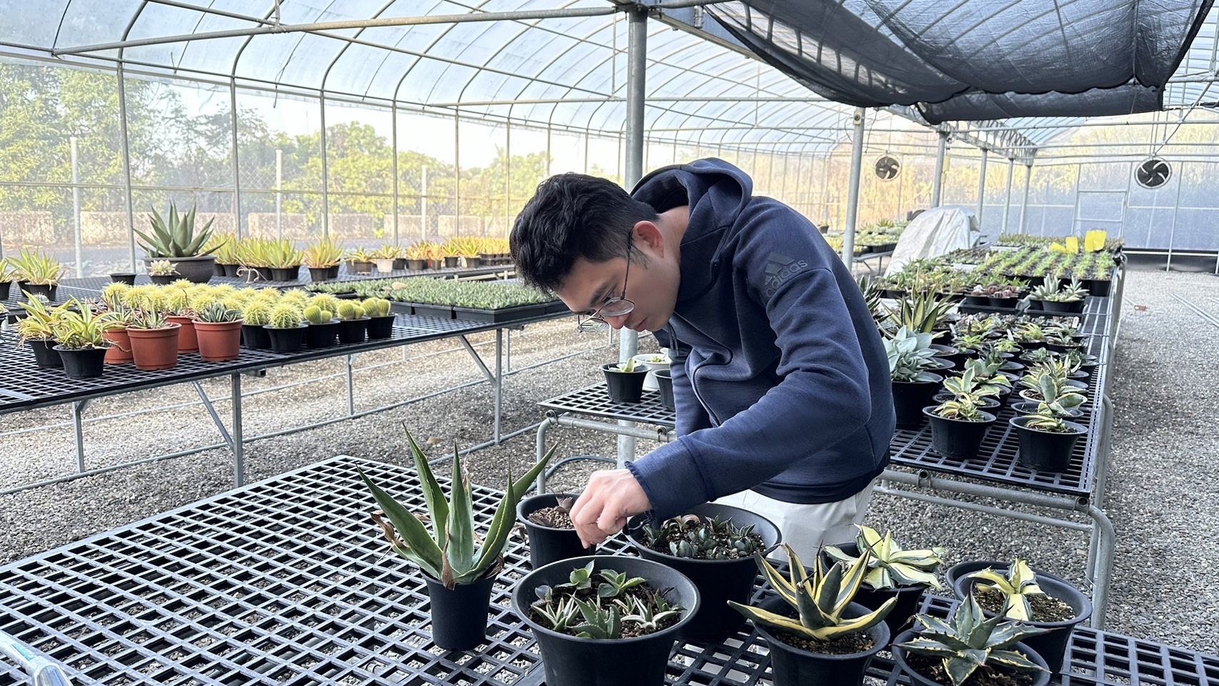 ▲張哲瑋是一位農二代,自家種苗場培育出超過5000種蘭花品種,並近年成功培育出近百種多肉植物。(記者張溎壕攝)
