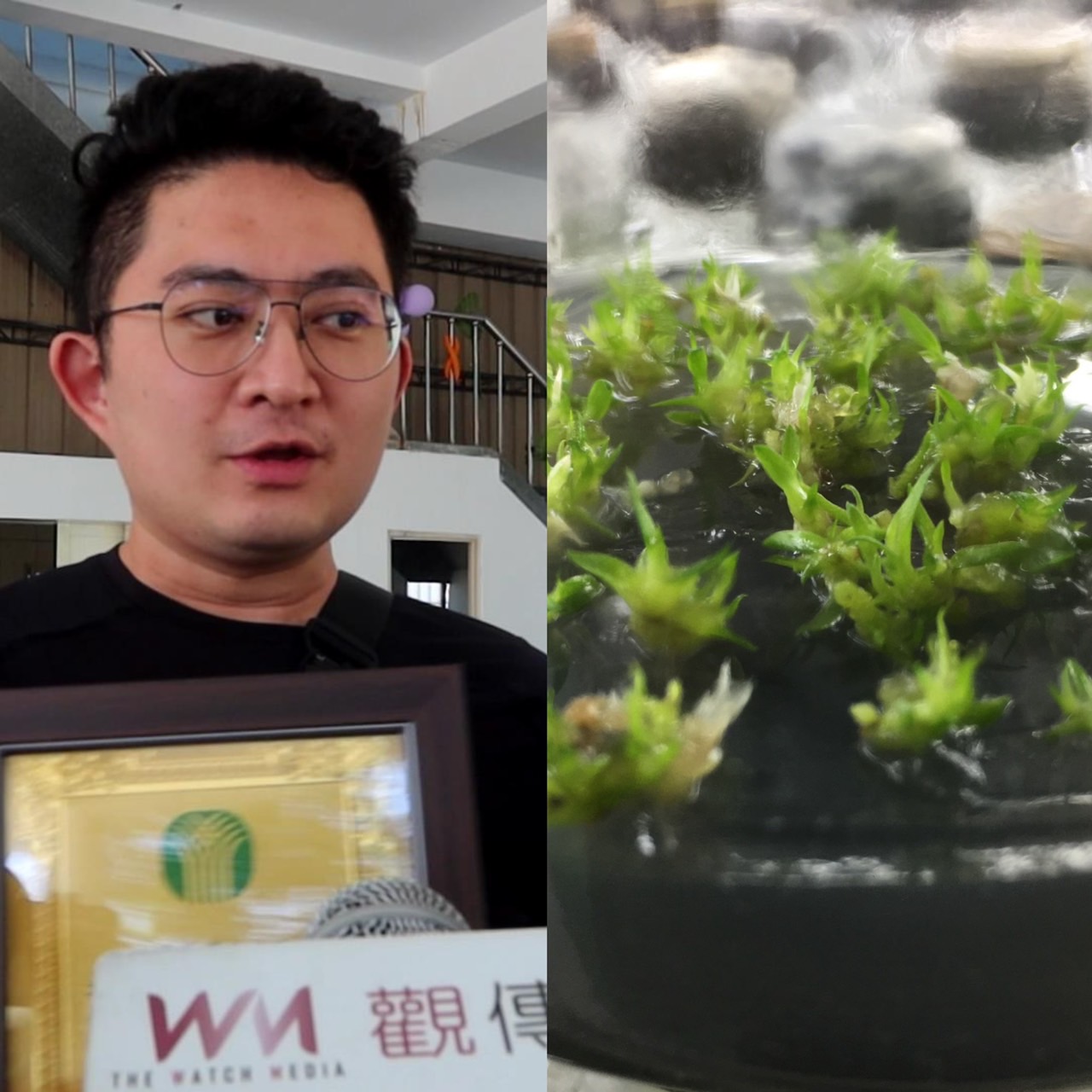 ▲張哲瑋是一位農二代，自家種苗場培育出超過5000種蘭花品種，並近年成功培育出近百種多肉植物。（記者張溎壕攝）
