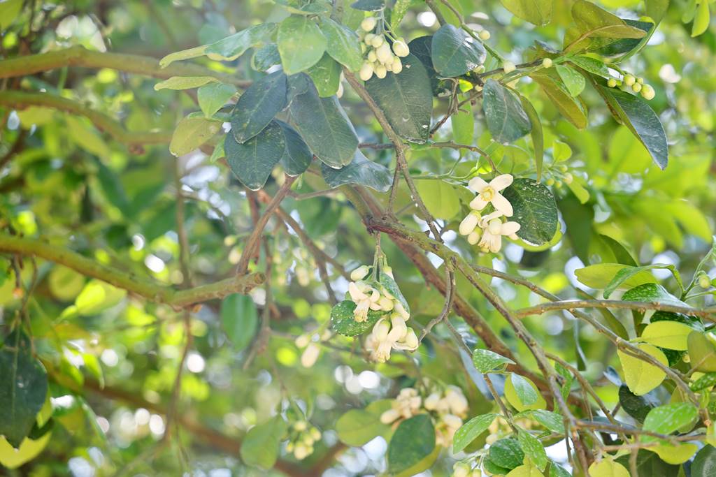 ▲麻豆柚花。（台南市文化局提供）