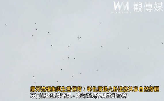 （有影片）／鷹河流現象與生態保育：彰化鷹揚八卦邀您共享自然奇觀